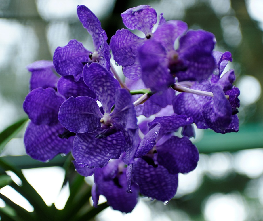 Singapore - Orchid